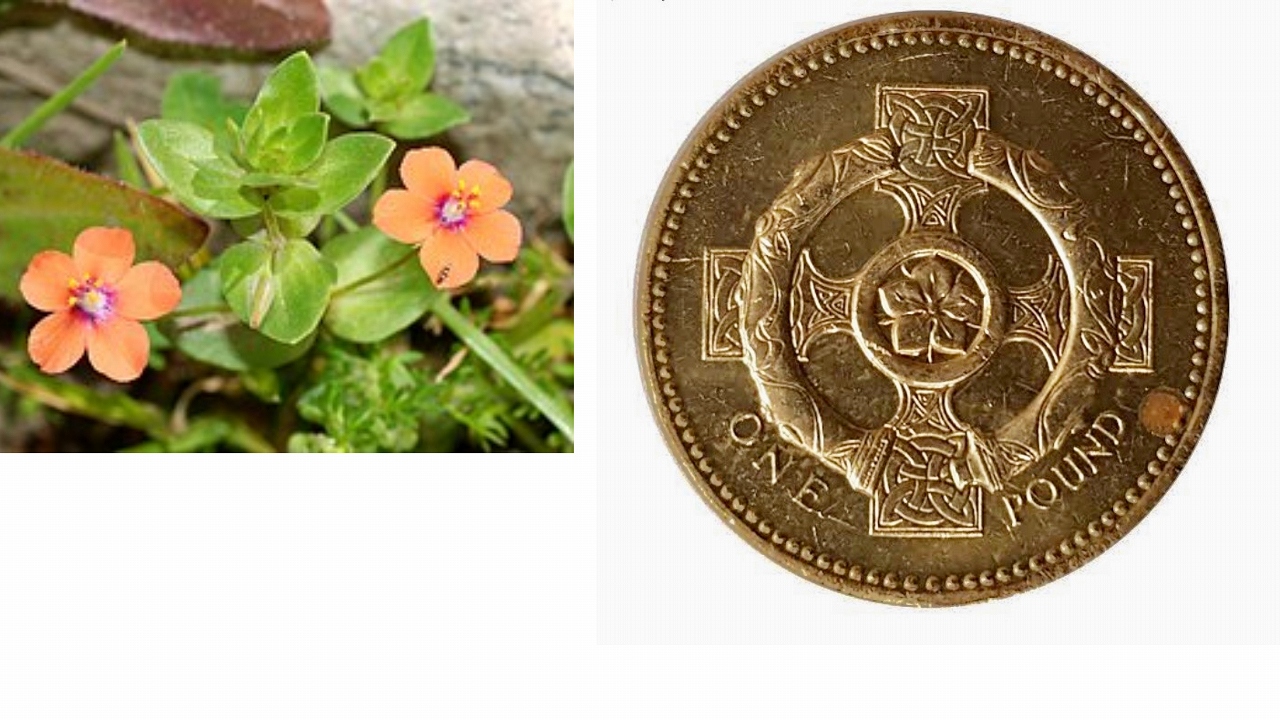 ピンパネルの花と１ポンド硬貨