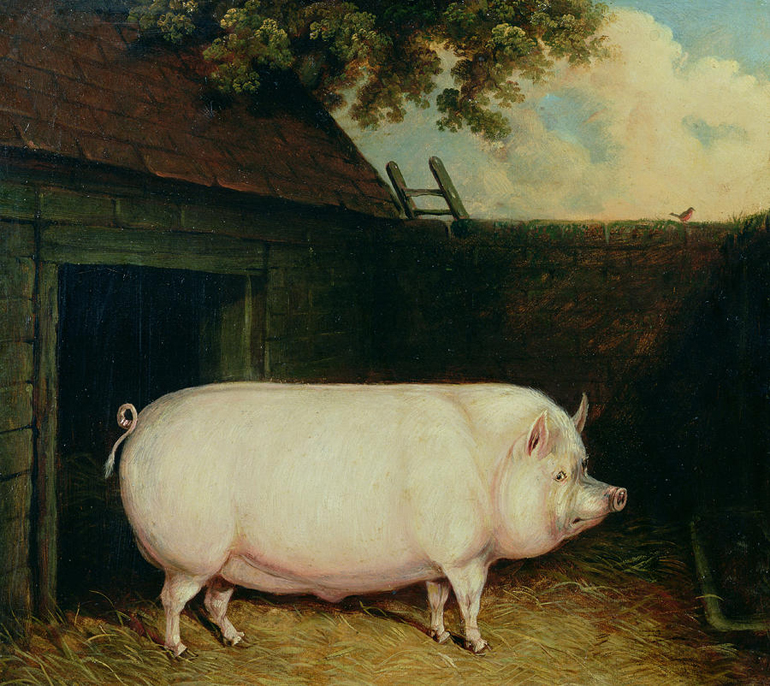 イギリスの豚のペイント大きな白色豚