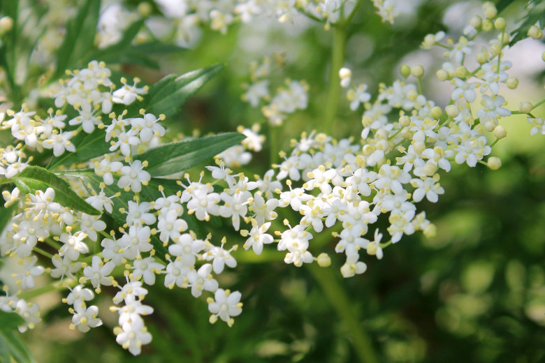 KENT DELI Elderflower